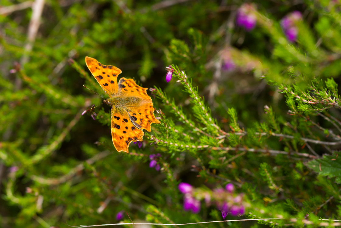 "Comma" by Gordon England - $12.55 "Comma" stock image