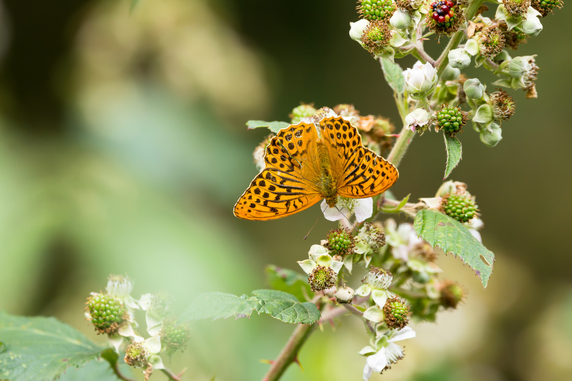 "Silver-washed Fritillary" by Gordon England - $12.70 "Silver-washed Fritillary" stock image