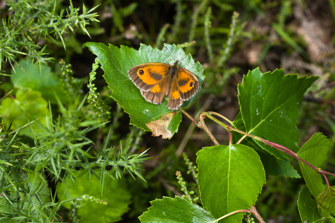"Gatekeeper" by Gordon England - $12.71 "Gatekeeper" stock image