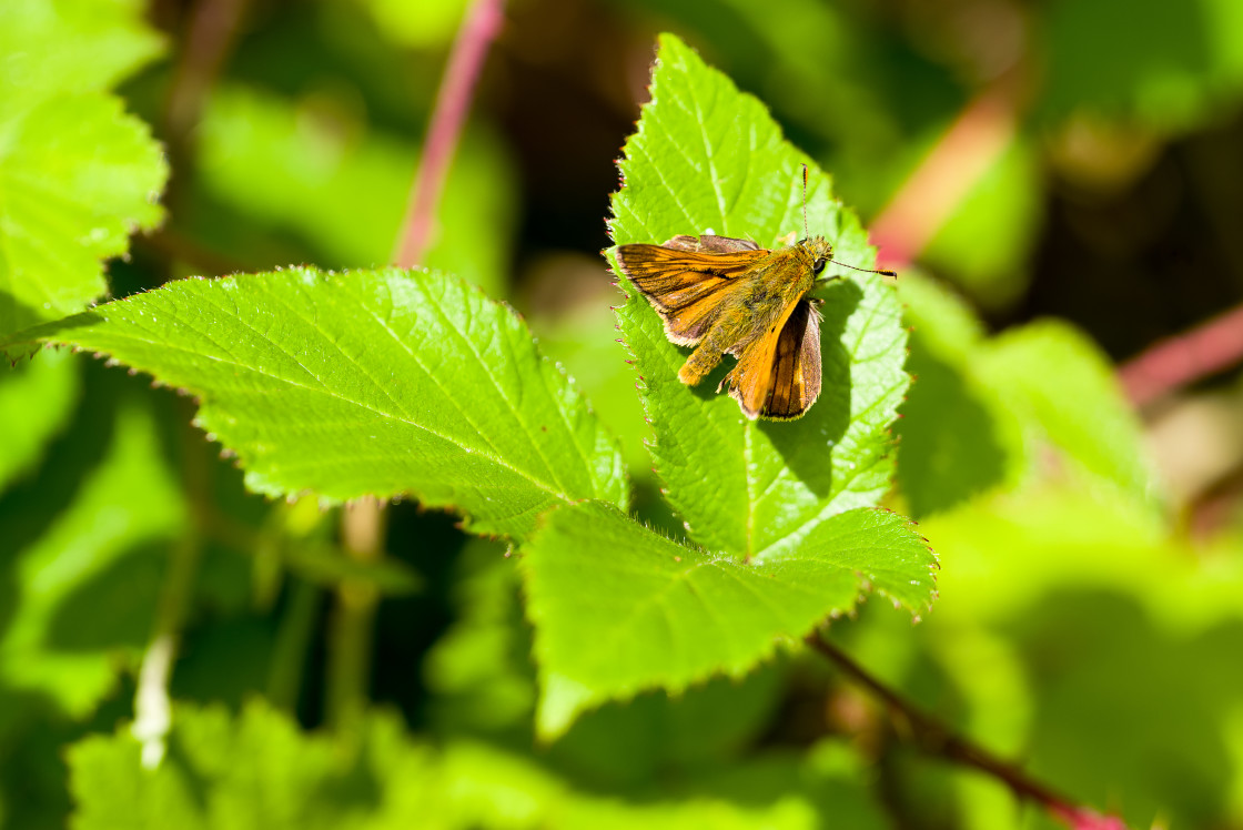 "Large Skipper" by Gordon England - $12.71 "Large Skipper" stock image