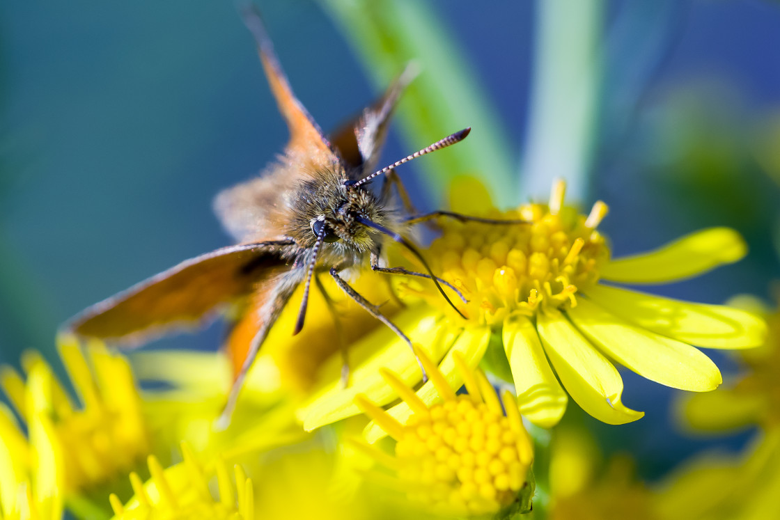 "Small Skipper on Ragwort" by Gordon England - $12.55 "Small Skipper on Ragwort" stock image