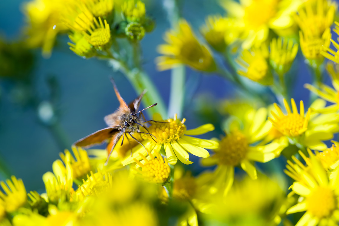 "Small Skipper on Ragwort" by Gordon England - $12.55 "Small Skipper on Ragwort" stock image