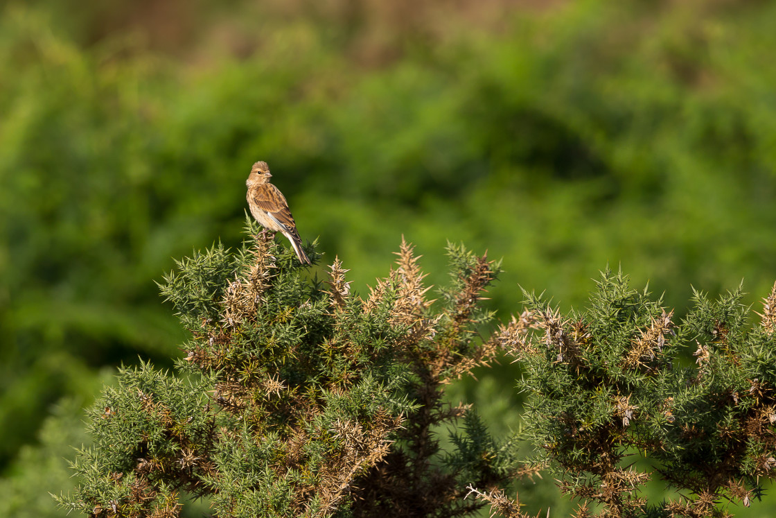 "Common linnet" by Gordon England - $12.56 "Common linnet" stock image