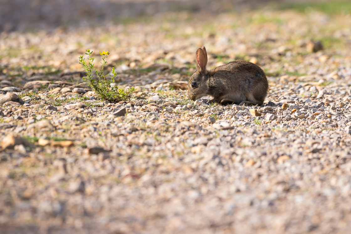 "Rabbit" by Gordon England - $12.69 "Rabbit" stock image