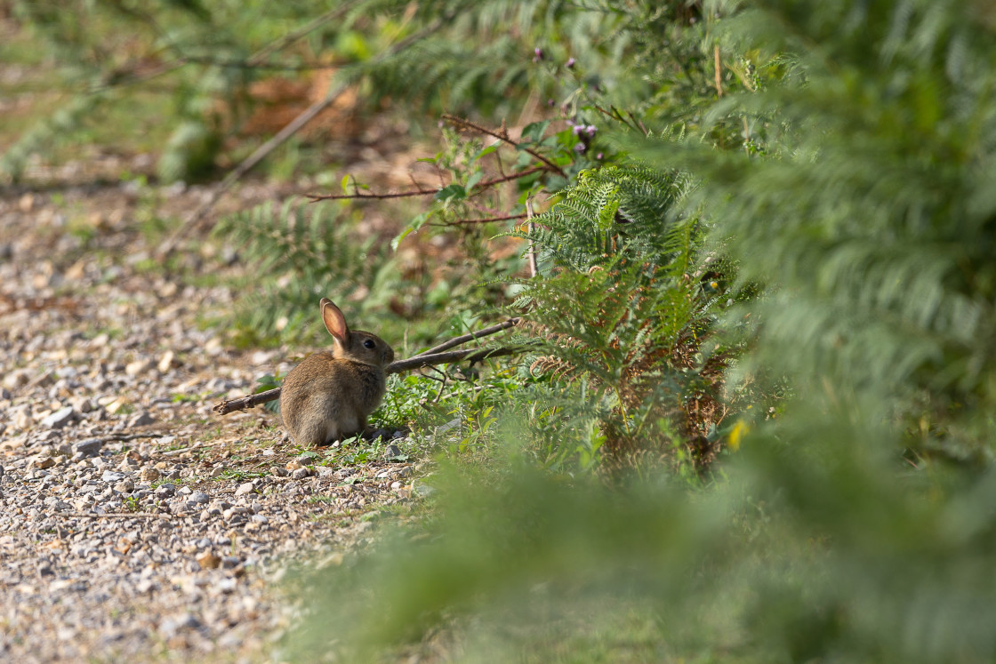 "Rabbit" by Gordon England - $12.56 "Rabbit" stock image