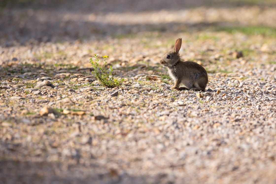 "Rabbit" by Gordon England - $12.69 "Rabbit" stock image