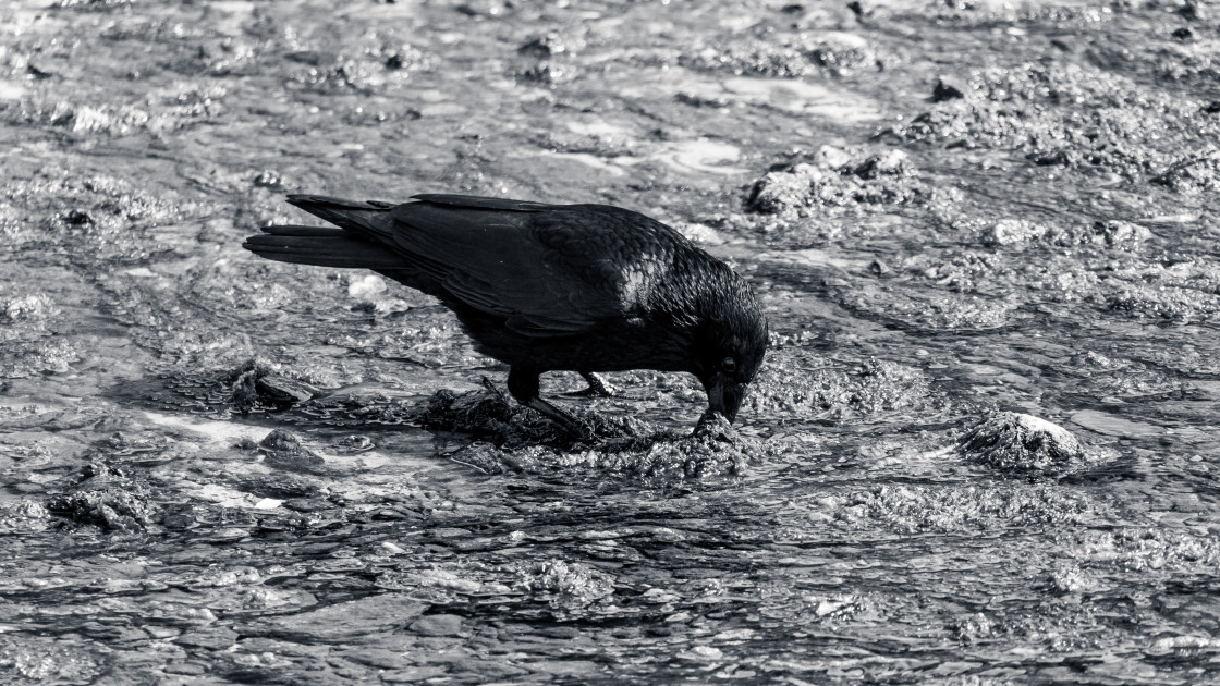 "Crow Digging" stock image