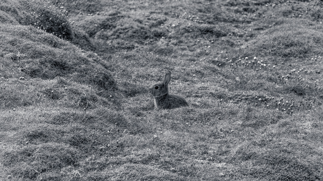 "Alert Rabbit" stock image