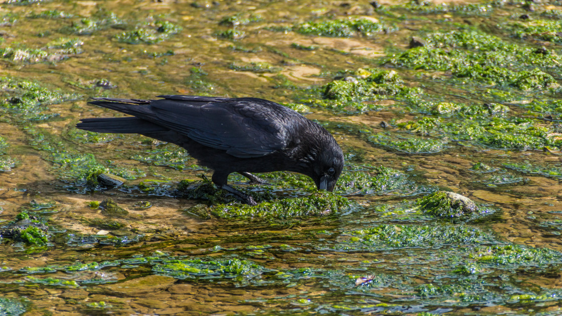 "Crow Looking for Food" stock image