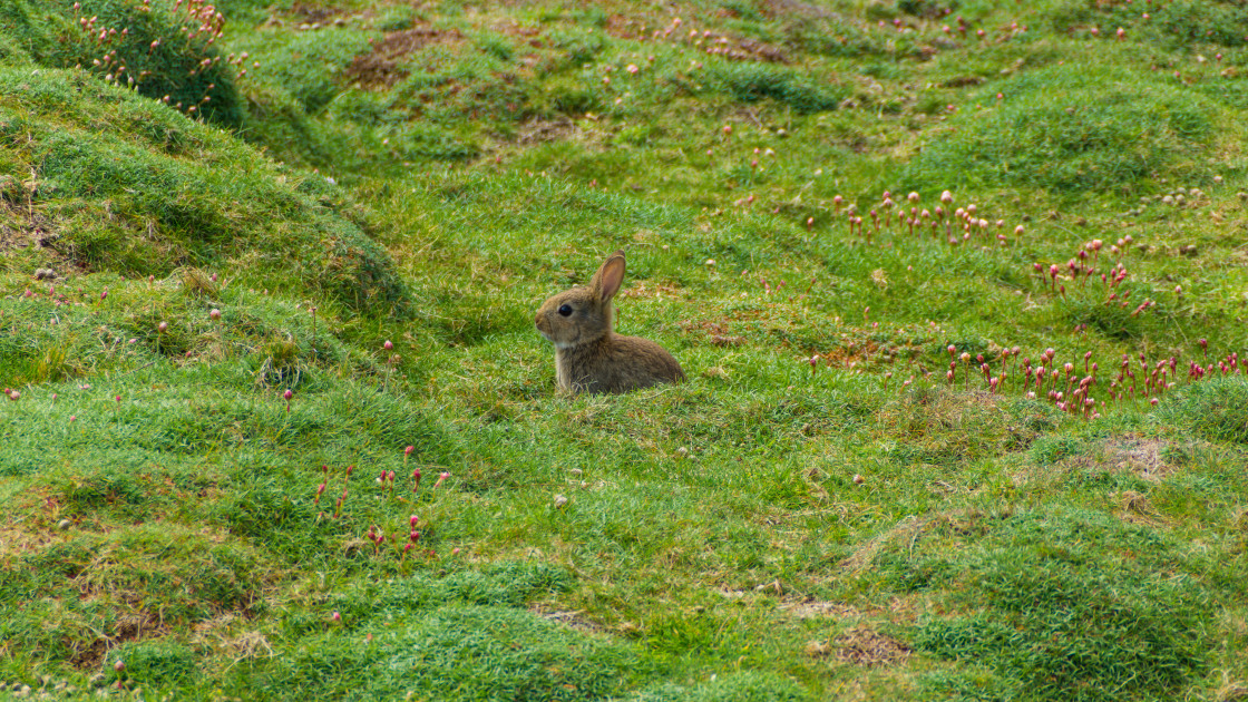 "Wide Eyed Rabbit" stock image