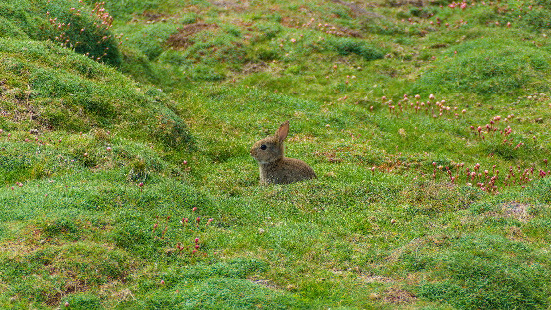 "Rabbit" stock image