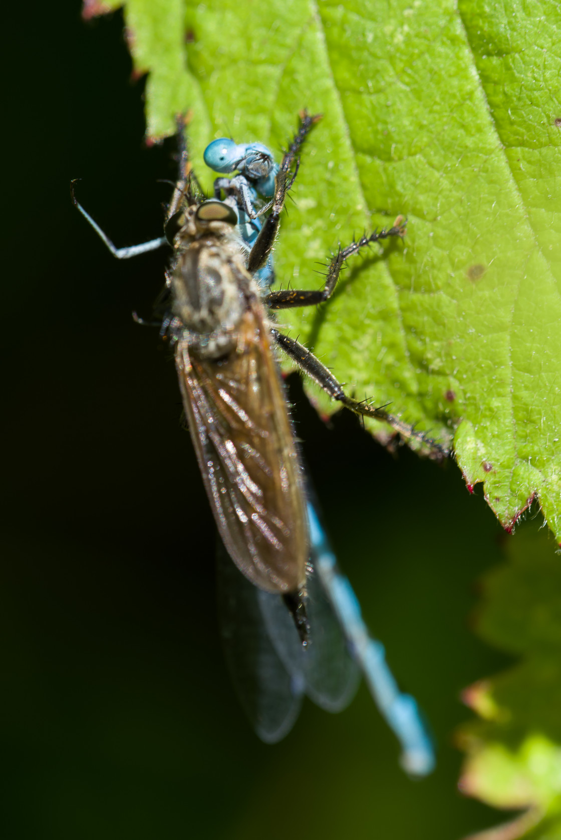 "Robberfly attacking Damselfly" stock image