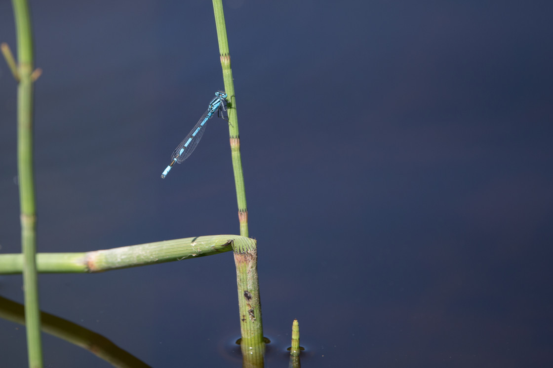 "Common Blue Damselfly" stock image