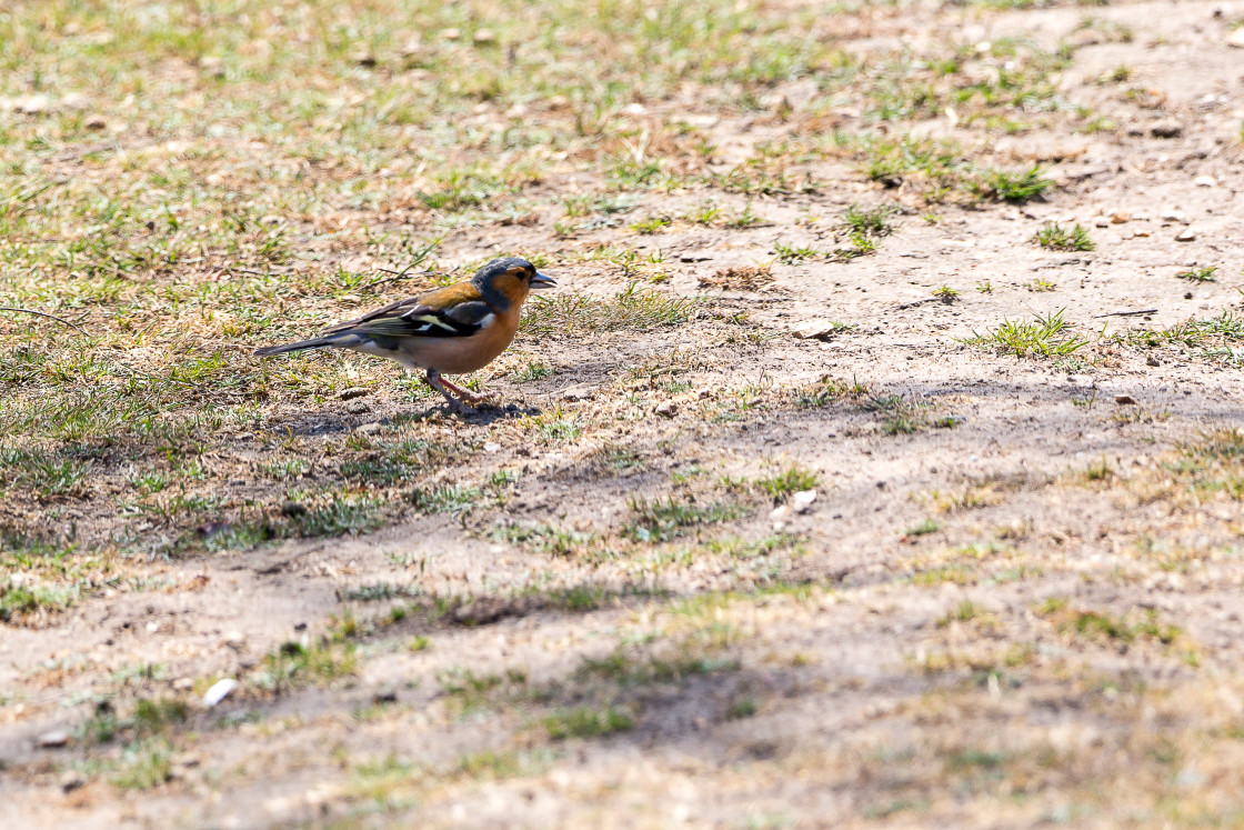"Chaffinch" by Gordon England - $12.55 "Chaffinch" stock image