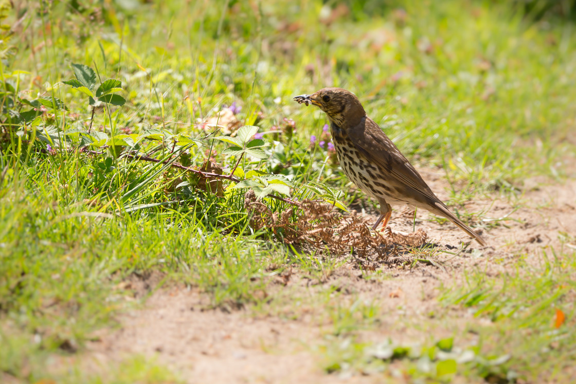 "Song Thrush" by Gordon England - $12.70 "Song Thrush" stock image