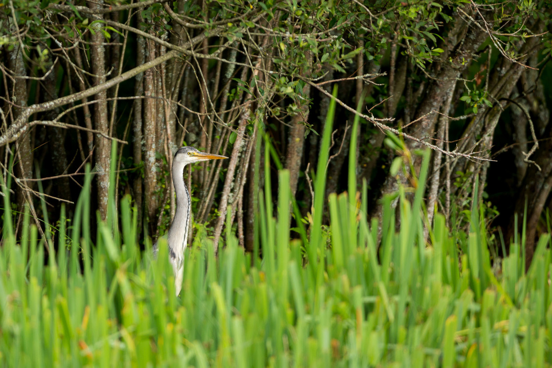 "Grey Heron" by Gordon England - $12.65 "Grey Heron" stock image