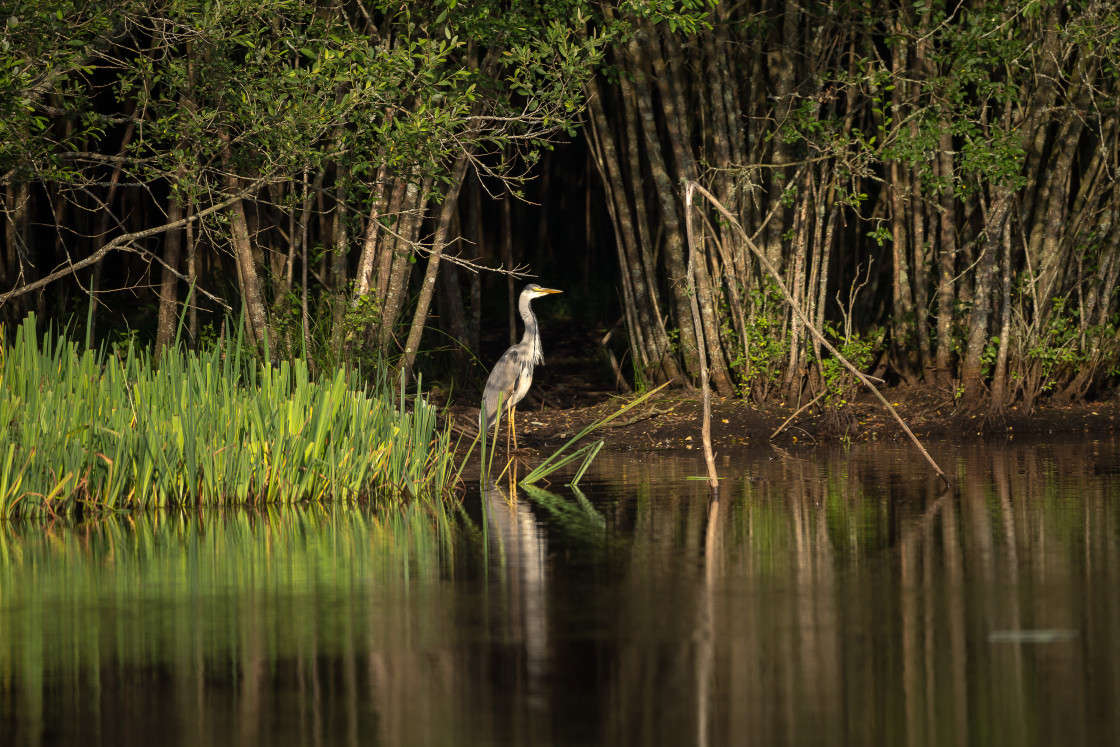 "Grey Heron" by Gordon England - $12.57 "Grey Heron" stock image