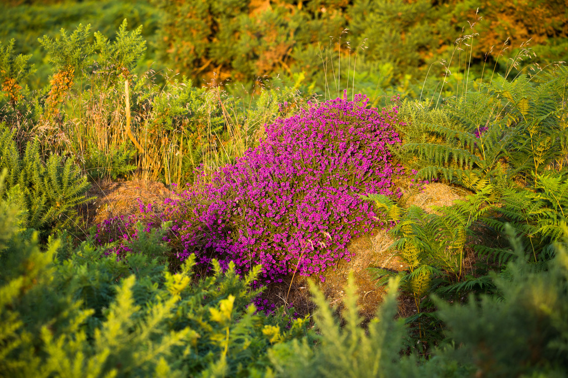 "Heathland Bell Heather" stock image