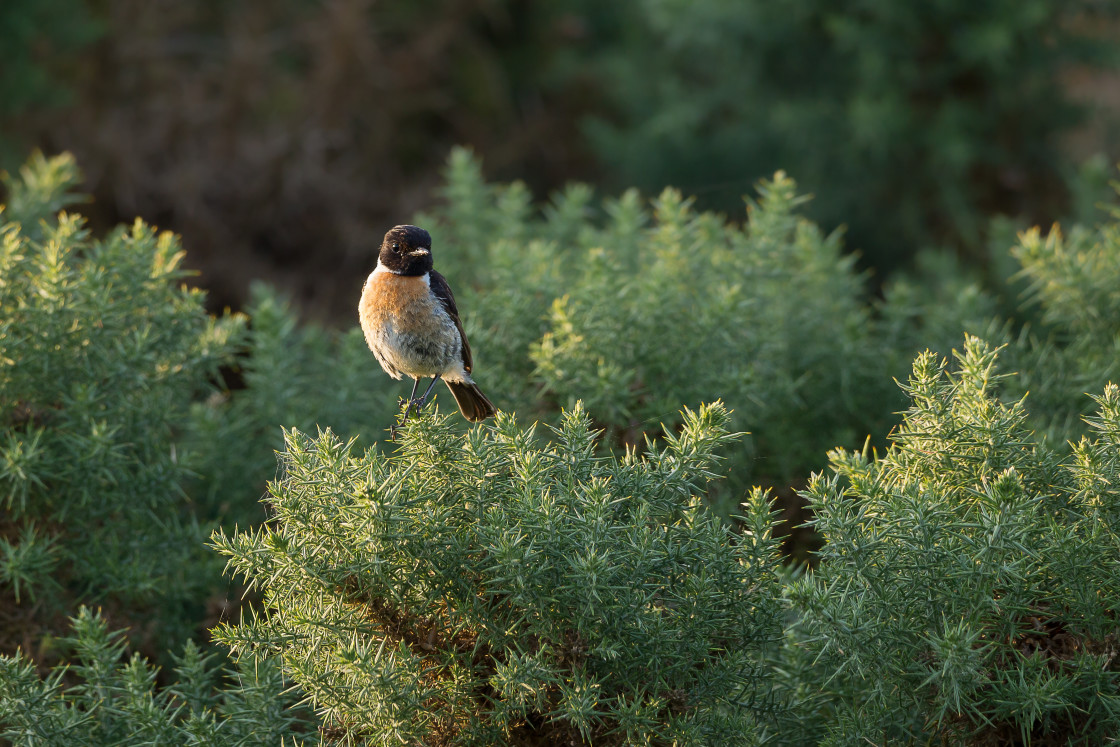 "Male Stonechat" by Gordon England - $12.65 "Male Stonechat" stock image