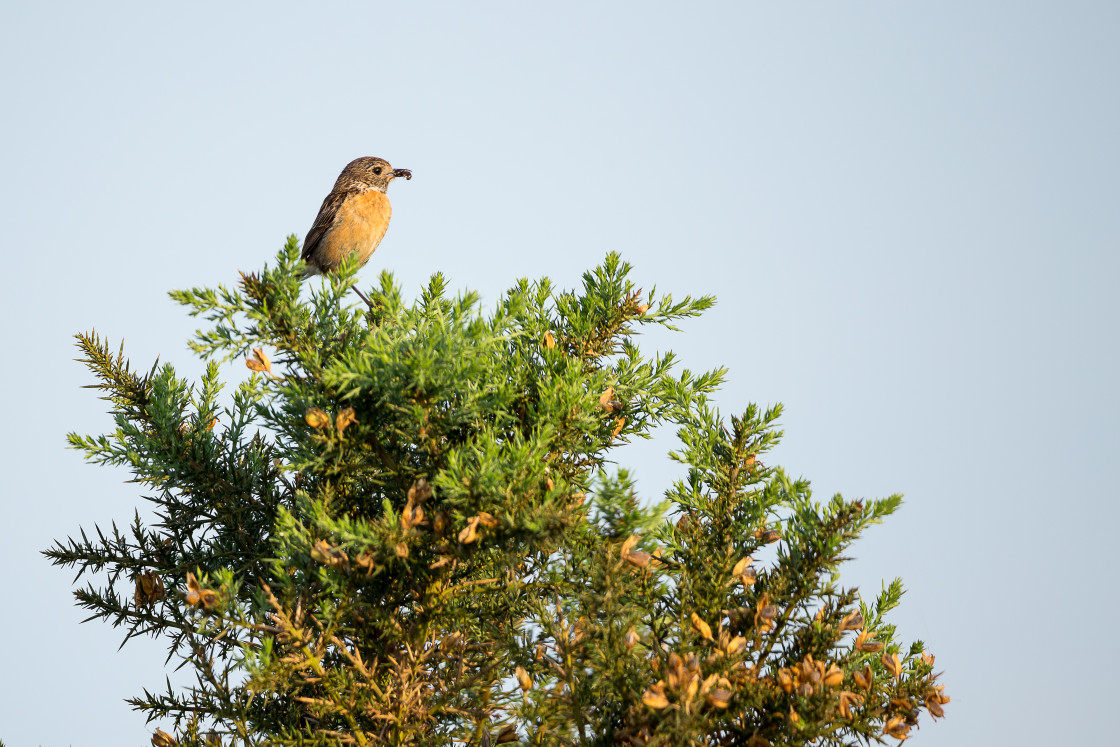 "Female Stonechat" by Gordon England - $12.63 "Female Stonechat" stock image
