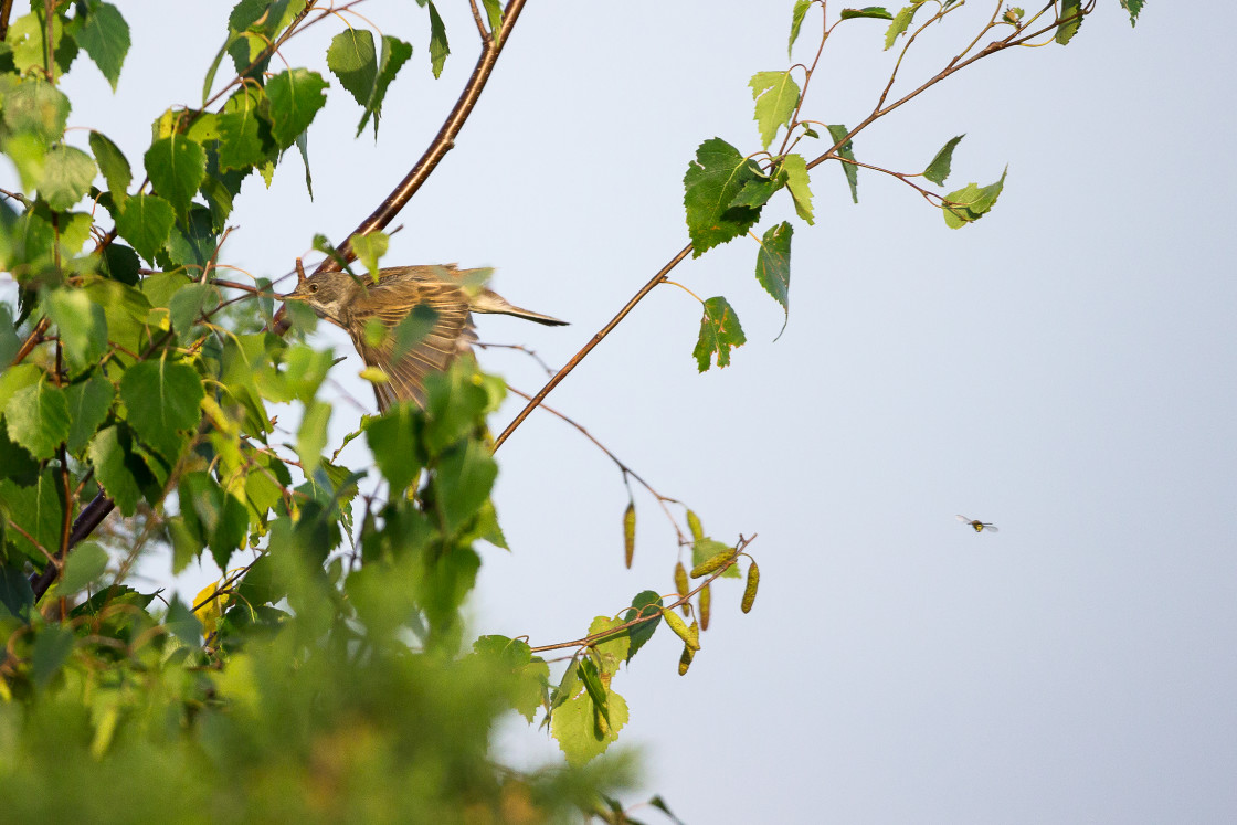 "Whitethroat in Flight" by Gordon England - $12.55 "Whitethroat in Flight" stock image