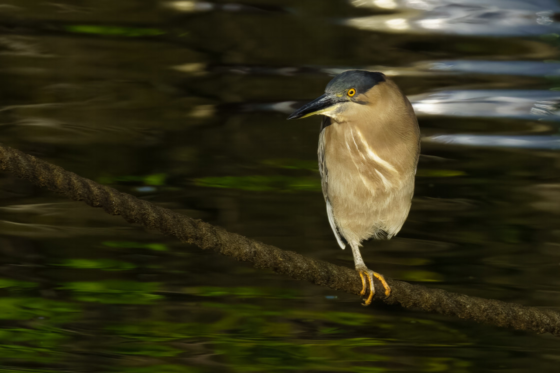 "Striated Heron" stock image