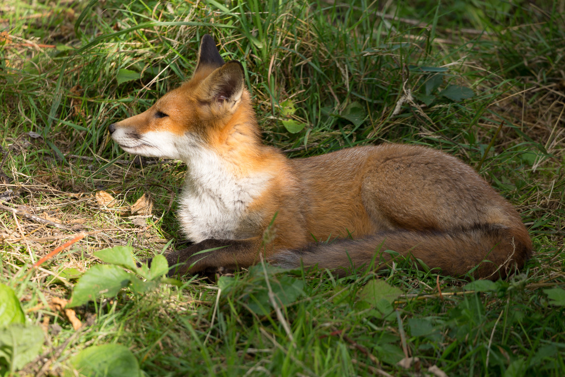 "Red Fox Relaxing" by Gordon England - $12.70 "Red Fox Relaxing" stock image