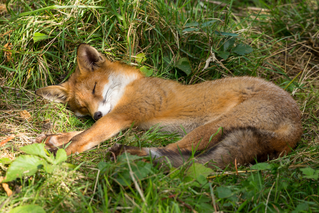 "Napping Red Fox" by Gordon England - $12.71 "Napping Red Fox" stock image