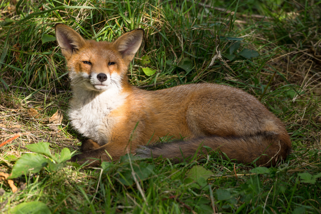 "Red Fox Relaxing" by Gordon England - $12.55 "Red Fox Relaxing" stock image