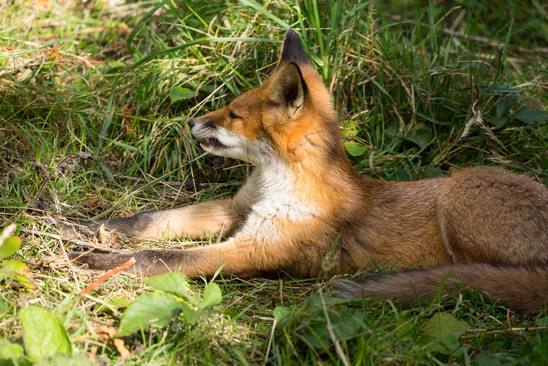 "Red Fox" by Gordon England - $12.65 "Red Fox" stock image