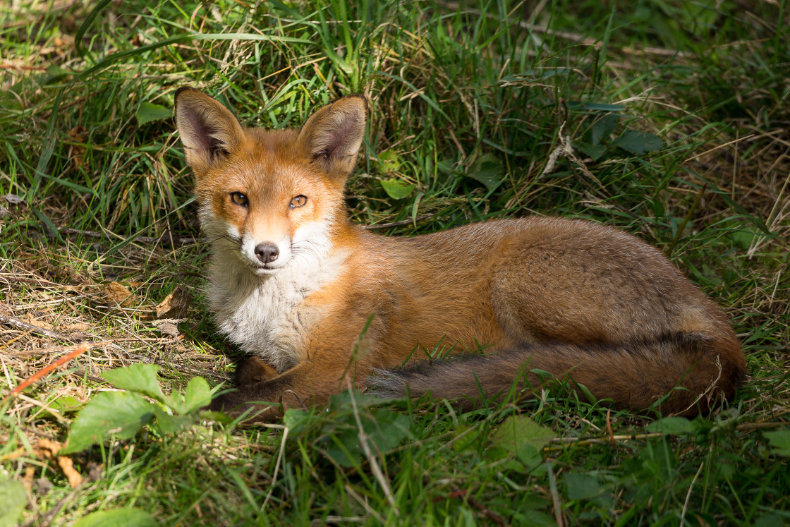 "Red Fox" stock image