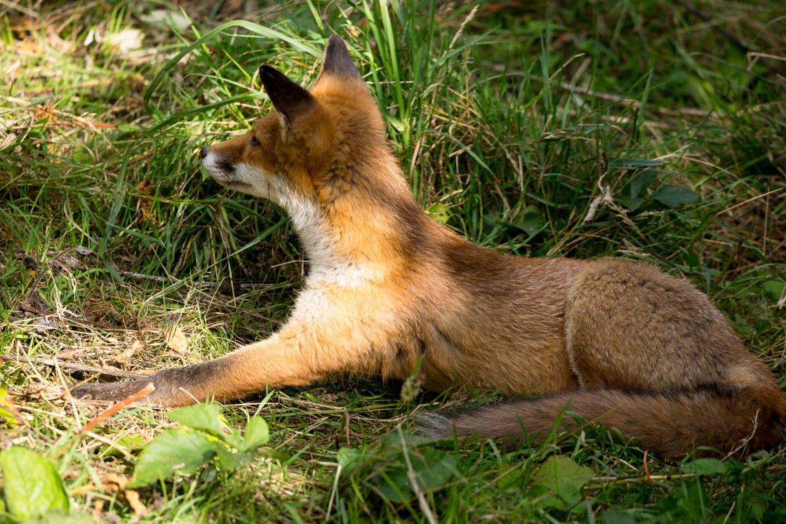 "Alert Red Fox" by Gordon England - $12.63 "Alert Red Fox" stock image