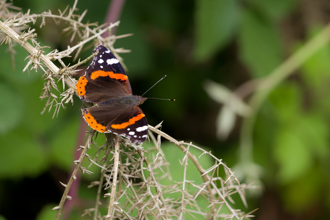 "Red Admiral Butterfly" by Gordon England - $12.71 "Red Admiral Butterfly" stock image