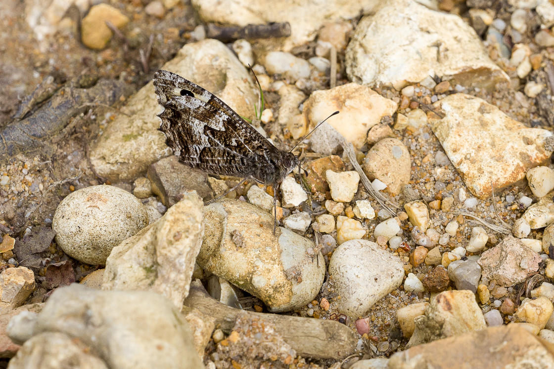 "Grayling Butterfly" by Gordon England - $12.70 "Grayling Butterfly" stock image