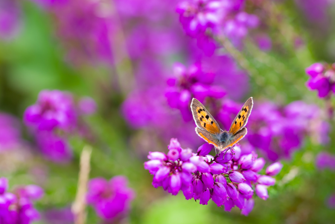 "Small Copper on Bell Heather" by Gordon England - $12.70 "Small Copper on Bell Heather" stock image