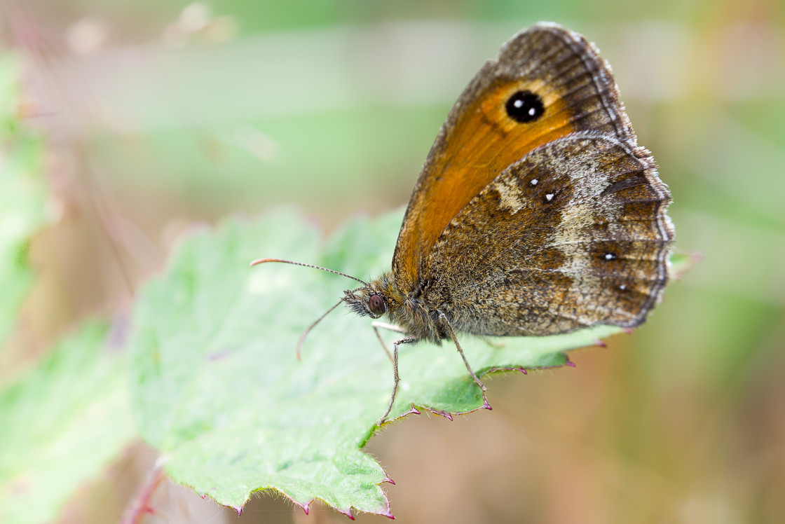 "Gatekeeper" by Gordon England - $12.70 "Gatekeeper" stock image