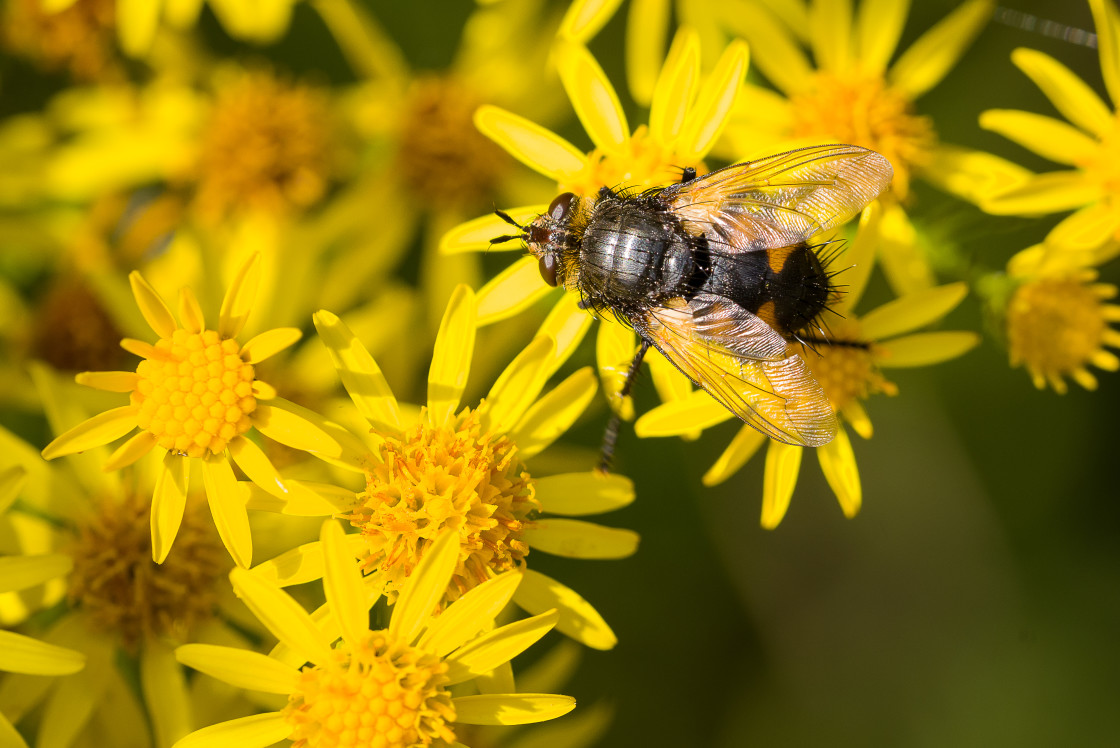 "Tachinid Fly on Ragwort Flower" stock image