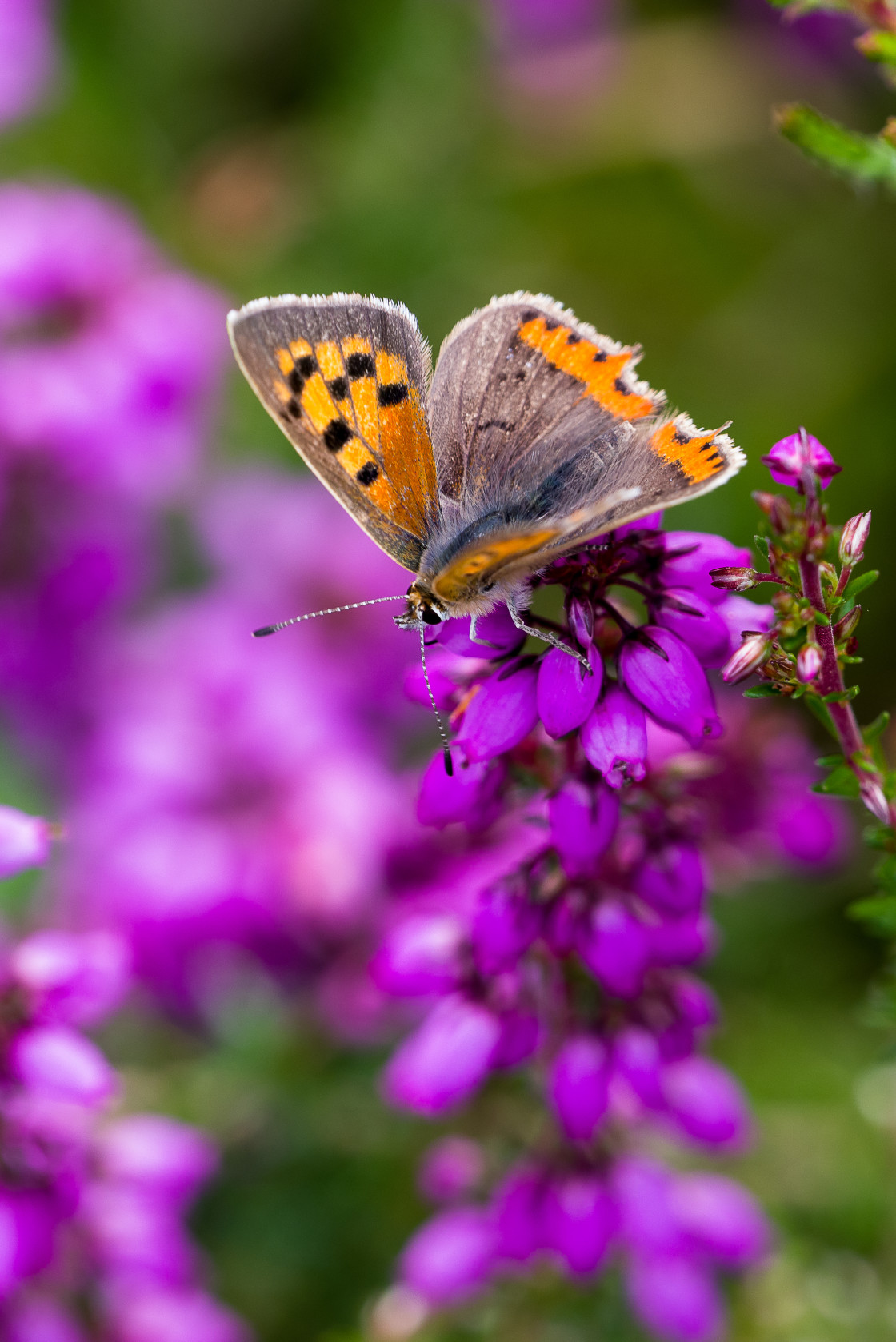 "Small Copper on Bell Heather" by Gordon England - $12.70 "Small Copper on Bell Heather" stock image