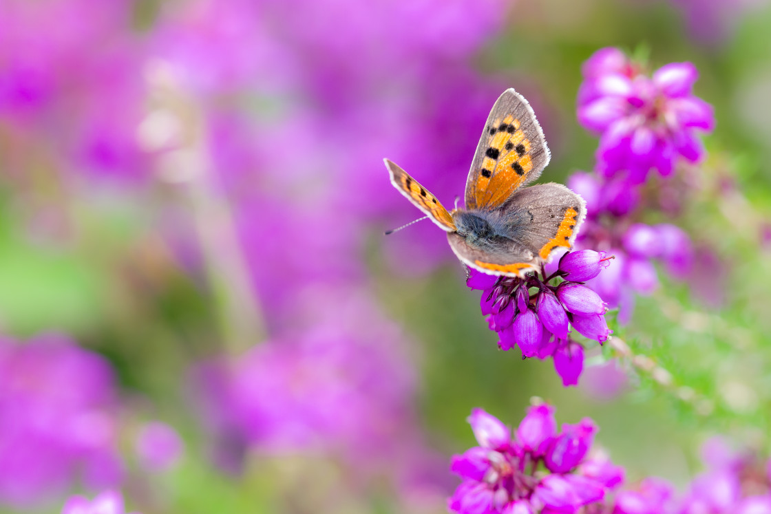 "Small Copper on Bell Heather" by Gordon England - $12.62 "Small Copper on Bell Heather" stock image