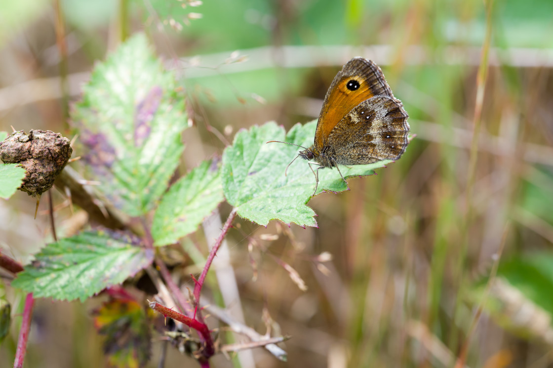 "Gatekeeper" by Gordon England - $12.70 "Gatekeeper" stock image