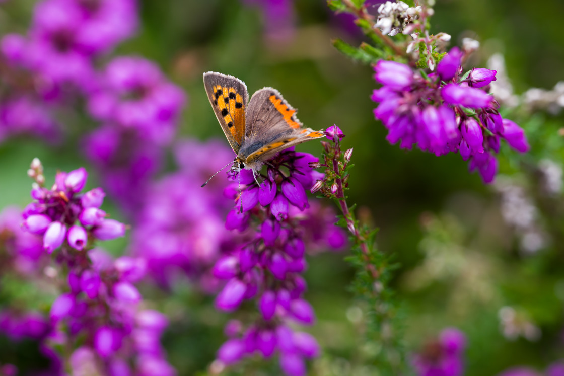 "Small Copper on Bell Heather" by Gordon England - $12.55 "Small Copper on Bell Heather" stock image