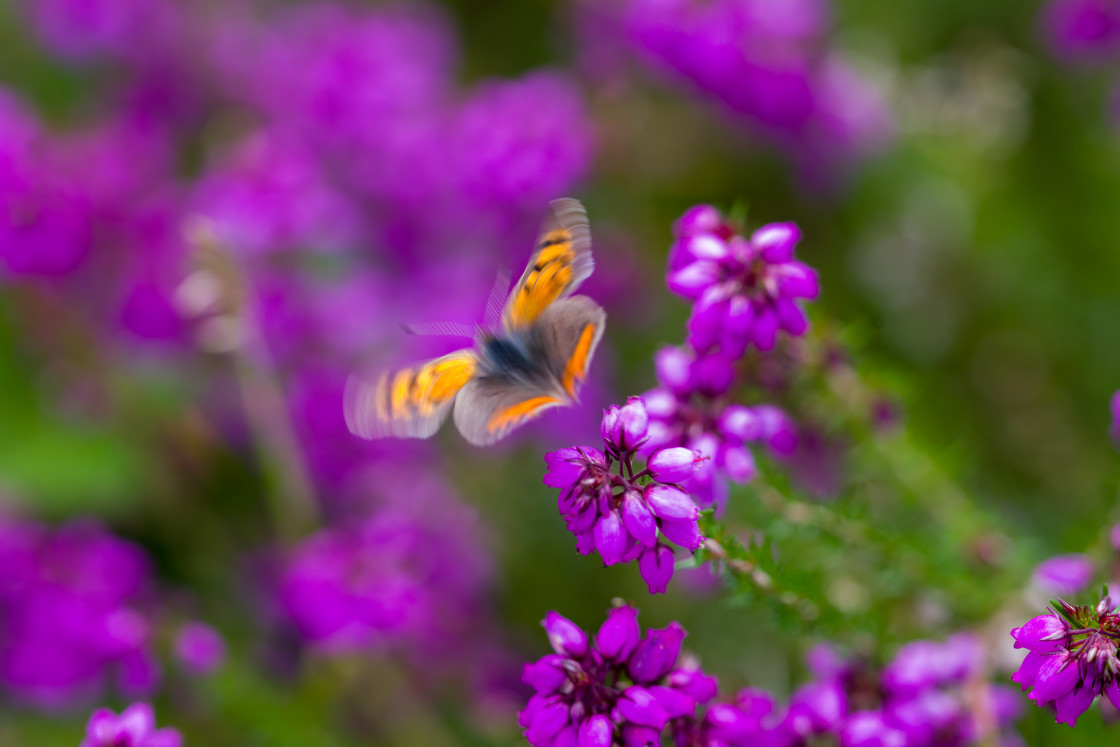 "Small Copper Motion Blurred" by Gordon England - $12.55 "Small Copper Motion Blurred" stock image