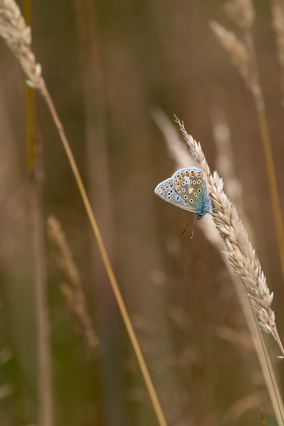 "Common Blue Butterfly" by Gordon England - $12.55 "Common Blue Butterfly" stock image