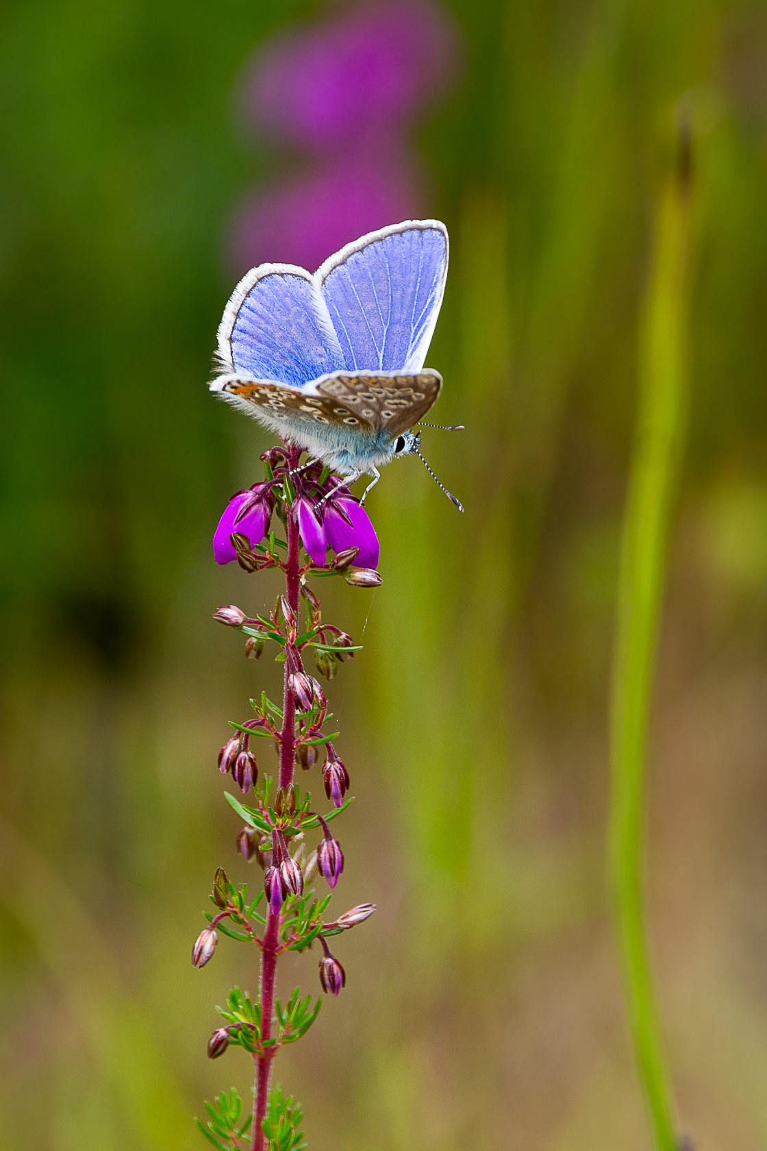 "Common Blue Butterfly on Heather" by Gordon England - $12.65 "Common Blue Butterfly on Heather" stock image