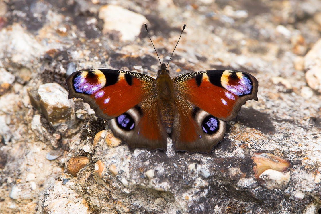 "Peacock Butterfly" by Gordon England - $12.55 "Peacock Butterfly" stock image