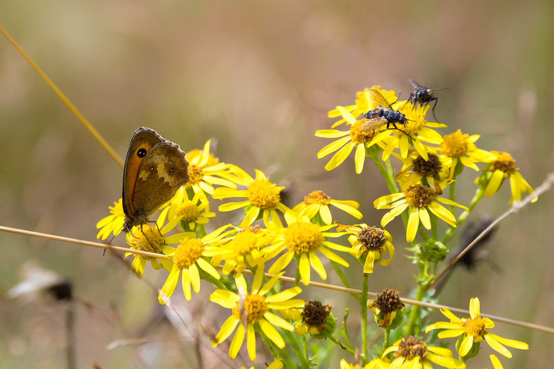 "Gatekeeper on Ragwort" by Gordon England - $12.63 "Gatekeeper on Ragwort" stock image