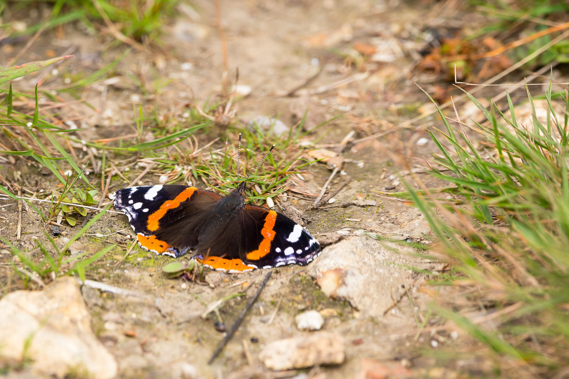 "Red Admiral Butterfly" by Gordon England - $12.71 "Red Admiral Butterfly" stock image