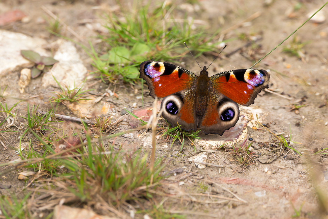 "Peacock Butterfly" by Gordon England - $12.55 "Peacock Butterfly" stock image