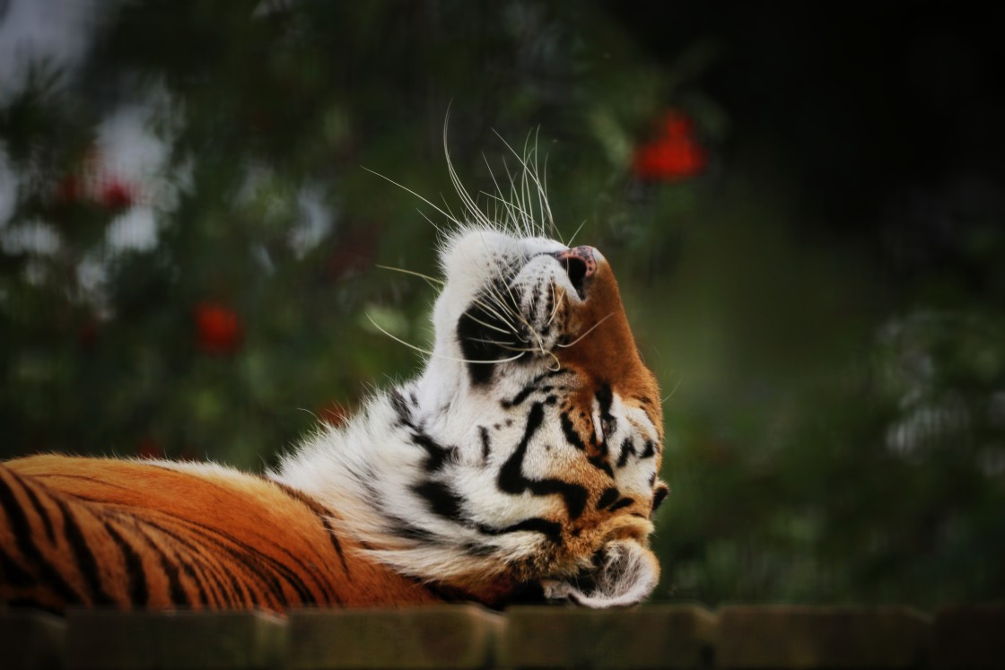 "Tiger in the Sun" stock image