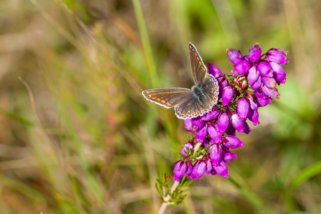 "Female Common Blue on Bell Heather" by Gordon England - $12.71 "Female Common Blue on Bell Heather" stock image